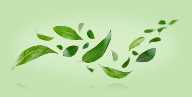 istock Flying green leaves on green background. 2164572616