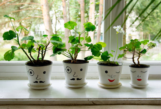 Decorative potted plant on white window sill — minimalist home decor