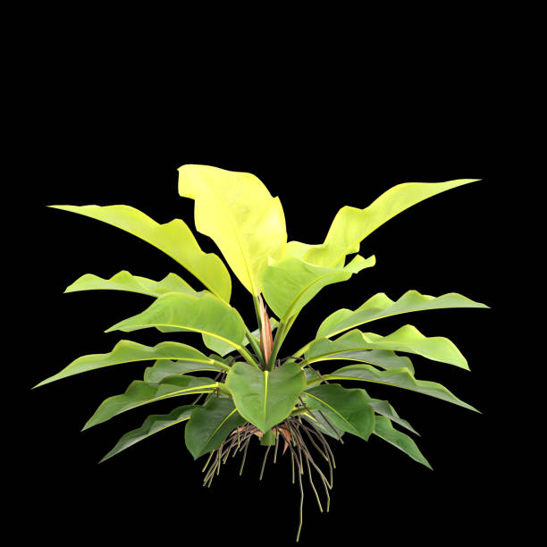 istock 3d illustration of Philodendron moonlight isolated on black background 2164573106