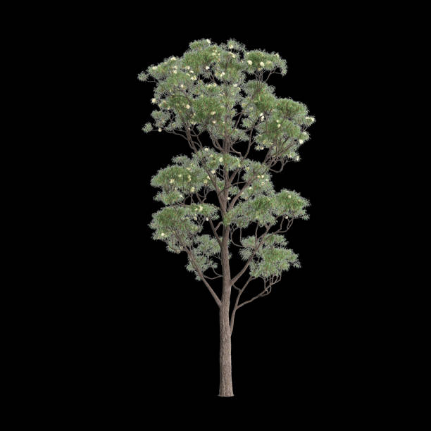 3d illustration of Corymbia eximia tree isolated on black background
