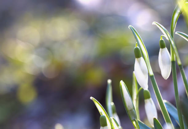 snowdrop flower in spring, beautiful snowdrop in the wind, white flowers, white blossoms, white petals, blue sky, Snowdrops blown by the wind