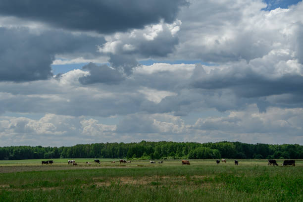 Cows grazing, landscape with a rural dairy farm