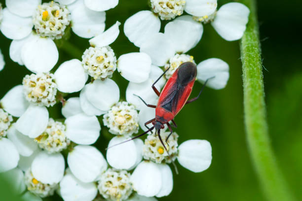 istock Plant Bug, Lopidea Instabilis, on a flower 2164575641