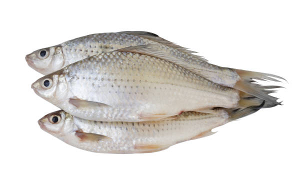 istock Three freshwater fishes isolated on white 2164577225