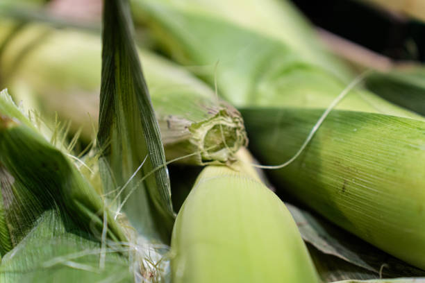 A high-resolution close-up image capturing the intricate details of fresh corn cobs nestled within their green leaves. The bright yellow kernels and lush green husks highlight the natural beauty and farm-fresh quality of this staple vegetable.