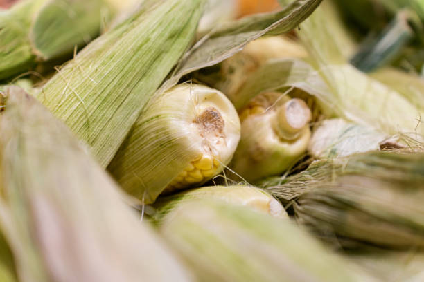 istock Close-Up of Fresh Corn Cobs with Green Leaves 2164577701