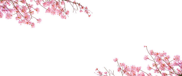 istock Cherry blossom in Spring season on white background. 2164582178