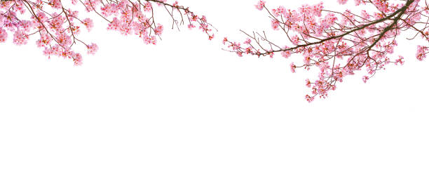 istock Pink sakura(cherry blossom) in Spring isolated on white background. 2164582179