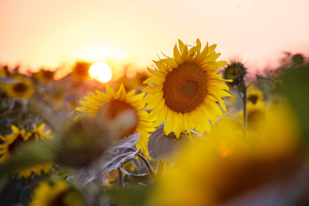 Free Stock Photo of Sunflower field at sunset with vibrant colors ...