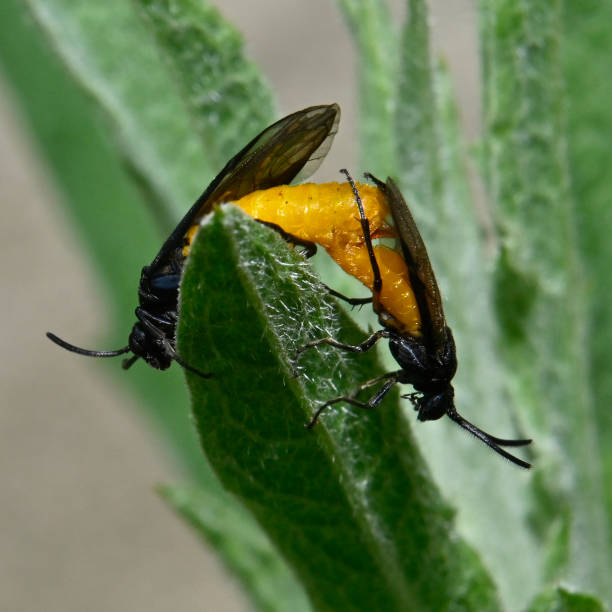 istock Sawfly, Large Rose, Arge pagana 2. 2164584601