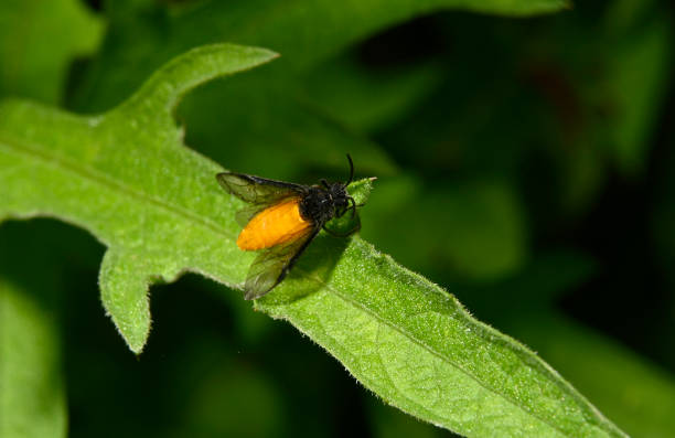 A view from above of a Rose sawfly resting on a leaf. The colour of the fly contrasts well with the green of the background.