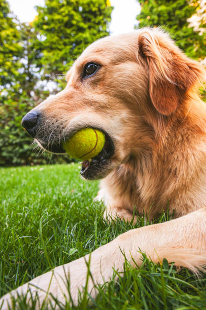 istock Golden retriever chewing tennis ball 2164584832