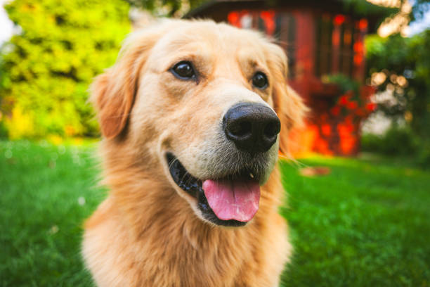 Portrait of a beautiful Golden retriever