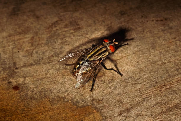 Flies on wild plants, North China