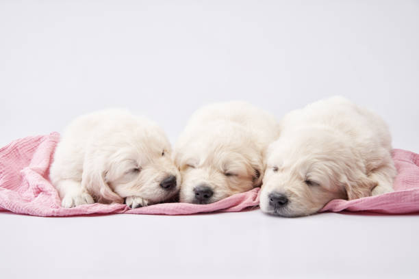 Three Golden Retriever puppies are captured in a heartwarming slumber, cuddled together on a soft pink blanket