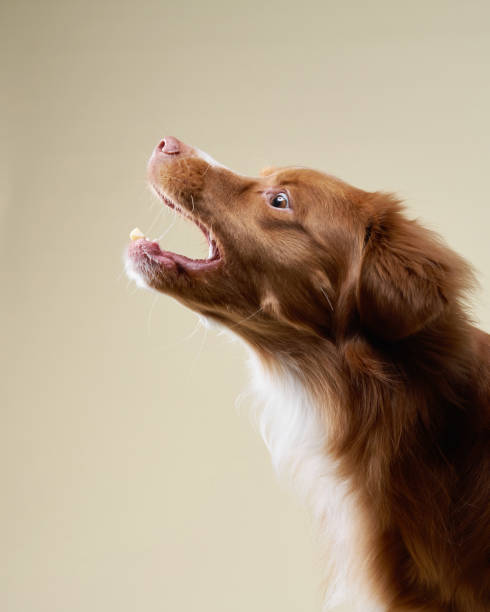 istock Engaging Glance of a Red Dog 2164586090