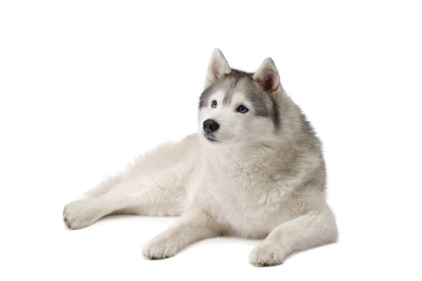 A serene Siberian Husky dog gazes calmly with soulful blue eyes, its thick coat a testament to its cold-weather resilience. The image exudes a peaceful and composed atmosphere