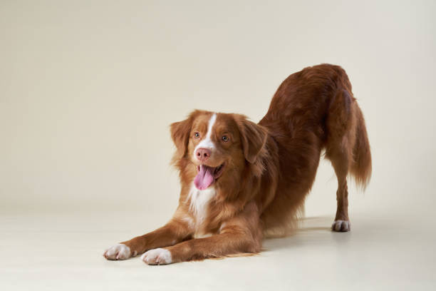 istock Anticipatory Pose of a Playful Red Dog 2164586102