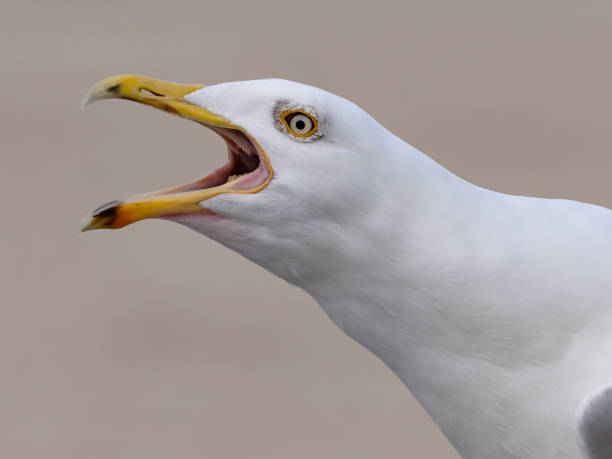 istock Scream Larus cachinnans on a blurred beautiful background 2164588415