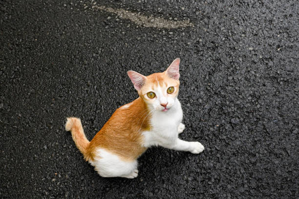 A cat with a greenish yellow eye is standing on a black road. The cat is looking at the camera