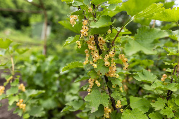 istock White currant at a branch in the garden close up. 2164591156