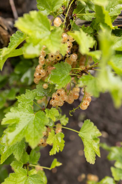 istock Ripe white Currants on a Currant Bush in Summertime 2164591250