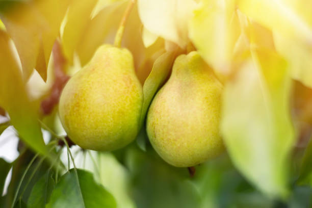 An artistic composition featuring whole and sliced pears elegantly arranged on a mirror-like surface. The reflective backdrop adds depth and an abstract quality to the image, making it ideal for modern food photography, creative advertising campaigns, and design projects that require a unique and visually striking element. The soft hues and abstract reflection capture attention, perfect for various creative uses.
