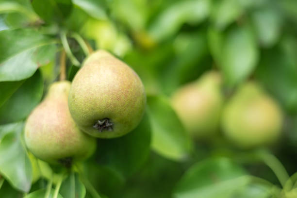 Pears on a tree branch closeup in orchard.