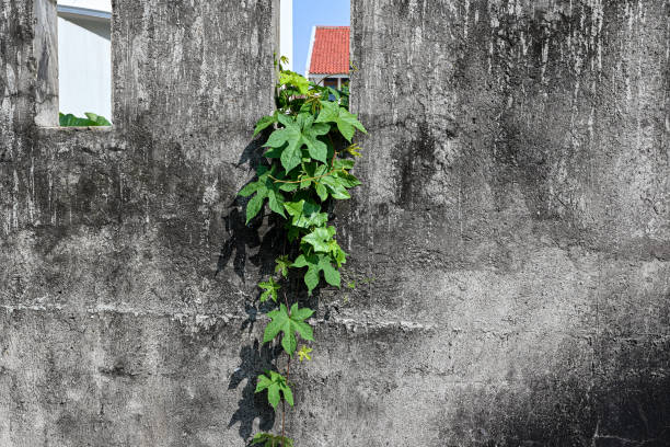 Green plants on the walls