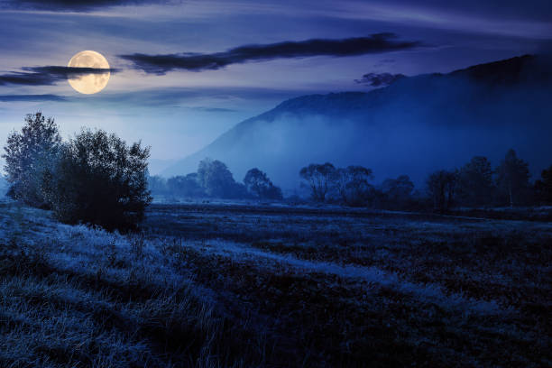 istock fog among trees on meadow in mountains under clear sky at night 2164592249