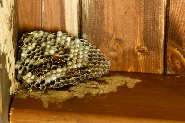 istock wasps in their small paper house 2164592545