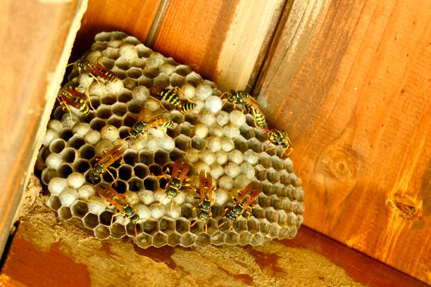 istock wasps in their small paper house 2164592553