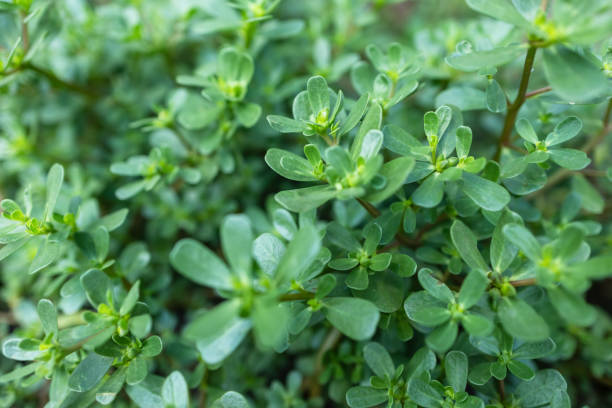 istock Purslane plants: Portulaca oleracea common purslane, verdolaga, red root 2164592659