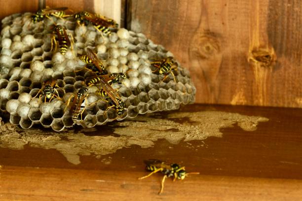 istock The wasp outside it's wasps paper house 2164592726