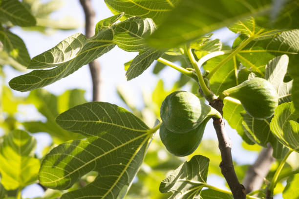 istock Green raw figs fruit hanging on the branch of a fig tree with blurry background 2164594253
