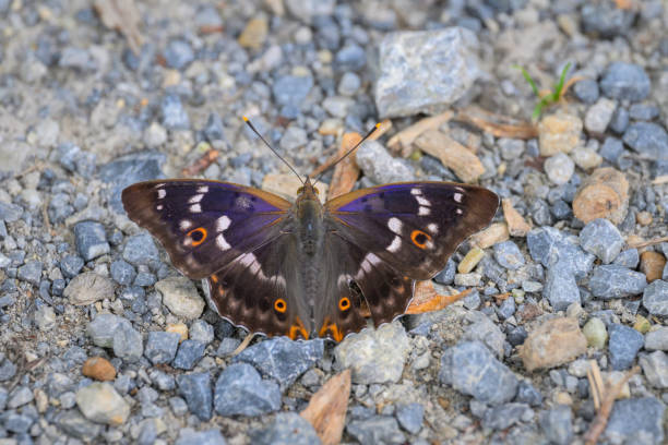A Lesser Purple Emperor butterfly resting on the ground, sunny day in summer, Austria