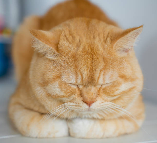 istock A cat with orange fur is sitting on a white background. 2164596235