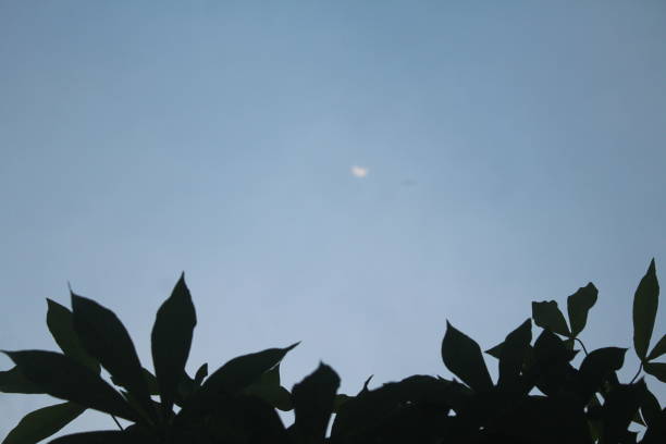 shadow of cassava leaves