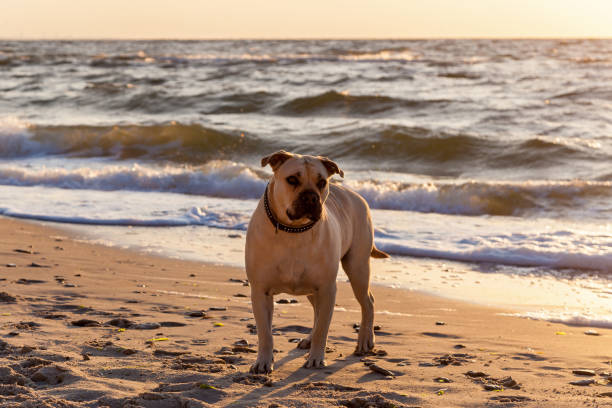istock Dog on the beach close-up 2164596837