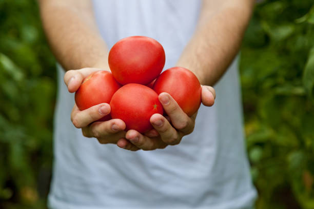 A man's hands holding four red tomatoes against foliage background close-up