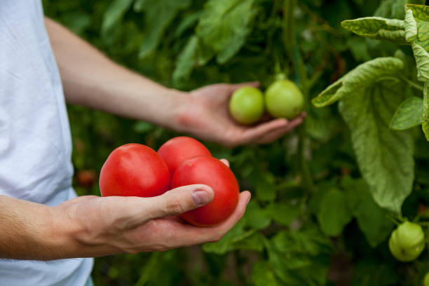 Man in white t-shirt holding three tomatoes against background of tomato beds close-up