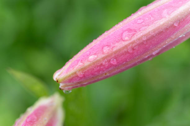 Pink lily flower wet with rain