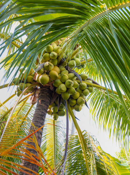 istock Young coconut fruits on tree - Fresh coconuts hanging on a palm tree 2164597200