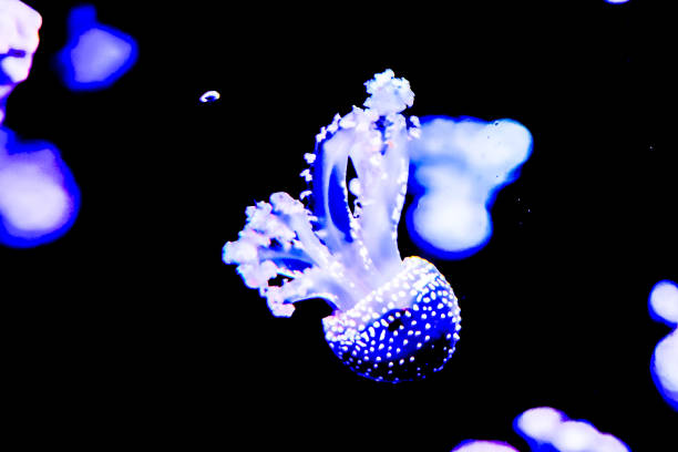 A jellyfish is floating in the water. The jellyfish is blue and white