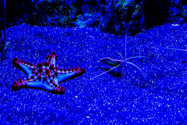Red starfish isolated on white background with reflection and shadow.
