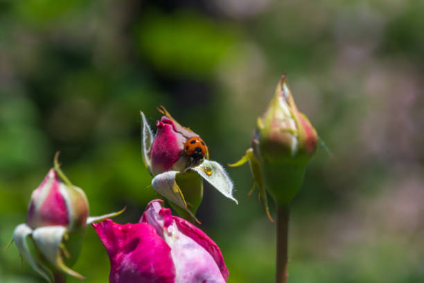 Ladybug on Rose Bud This charming close-up photograph captures a ladybug perched on a rose bud. The vibrant red of the ladybug contrasts beautifully with the pink hues of the rose buds, creating a captivating focal point. The delicate texture of the rose petals and the soft focus background add depth to the image, highlighting the intricate details of the ladybug and the budding roses. This picture showcases the delicate balance of nature and the beauty found in small moments. japanese ladybug stock pictures, royalty-free photos & images