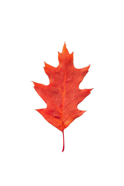 This is a photograph of a fallen red colored oak leaf laying on the grass in Central Park on an autumn day in New York City.