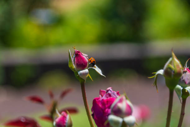 Ladybug on a Rosebud A close-up shot of a ladybug perched on a red rosebud, set against a blurred green background. The vibrant colors and delicate details highlight the beauty of nature and the small wonders within it. japanese ladybug stock pictures, royalty-free photos & images