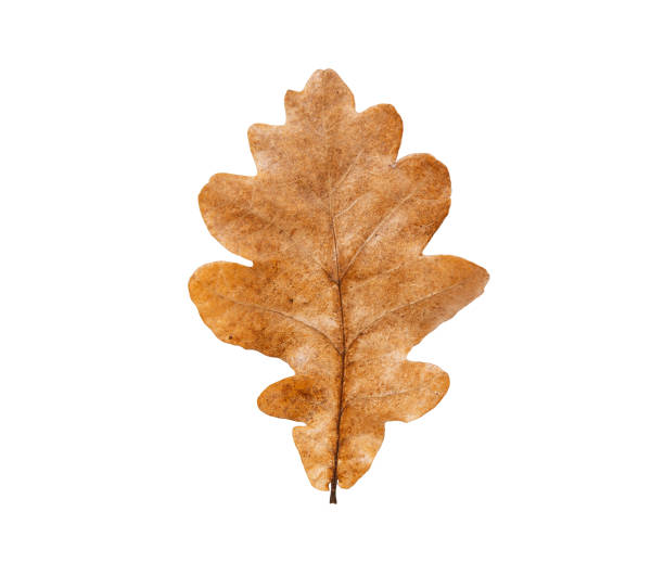 Fresh oak leaf on white isolated background. Autumn design element, autumn leaves. Brown oak leaf with wavy edges