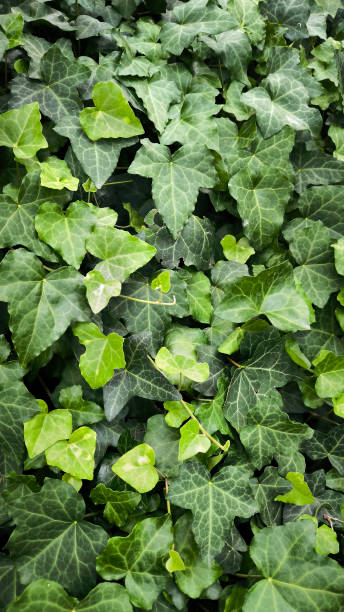 istock abstract green leaf texture, tropical leaf foliage nature dark green background ecological gardening spring summer design 2164602945